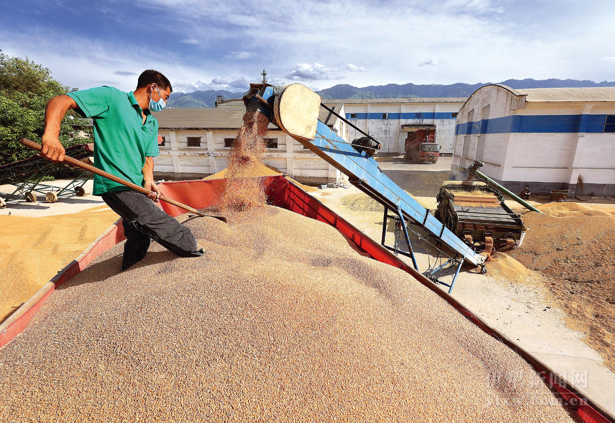 又是一年收麦忙